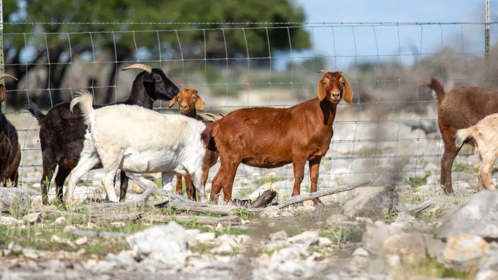 Biozyme goats 0005 KH Rocksprings 6