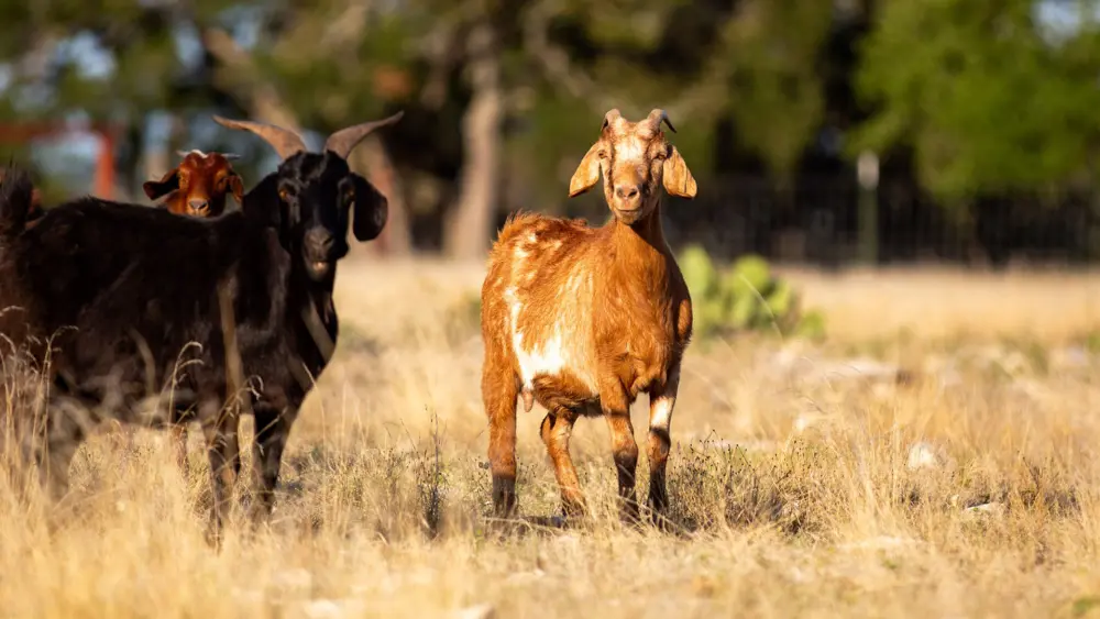 Biozyme goats 0001 KH Rocksprings 74