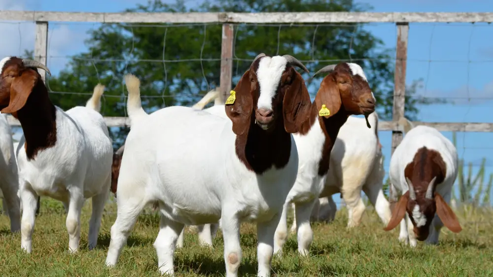Biozyme goats 0018 Goats goatsgroupfence AS493233387