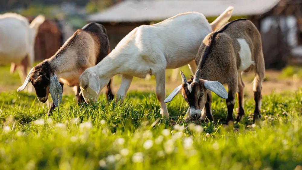 Biozyme goats 0019 Goats goatsgrazinggrass AS513390471