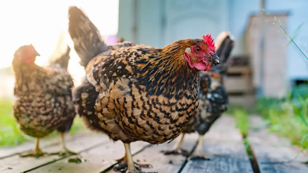 Biozyme poultry 0012 Poultry hensbackyardclose AS359703423
