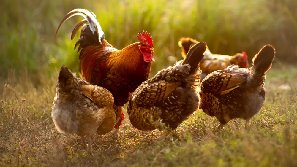 Biozyme poultry 0008 Poultry hensintallgrass AS230044174