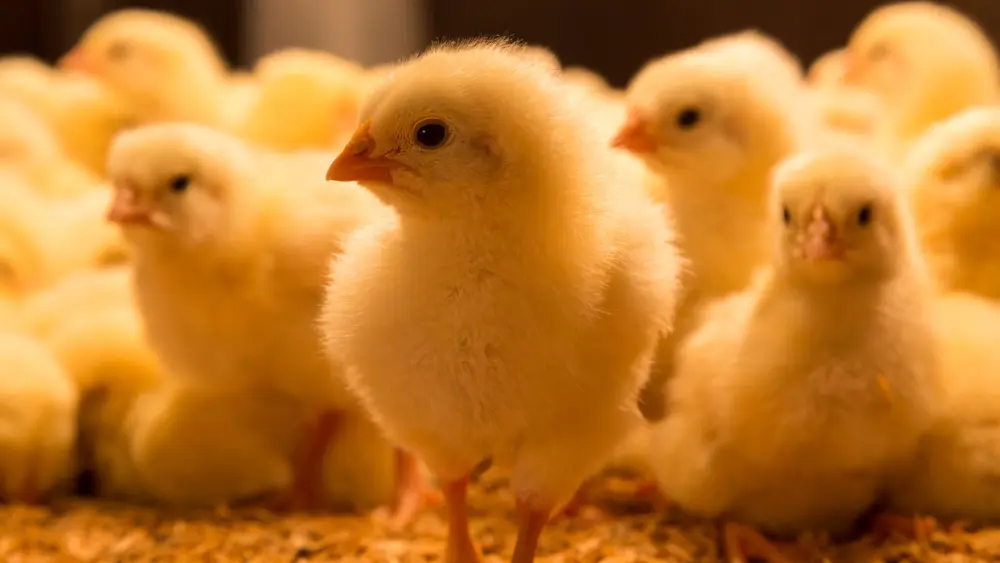 Biozyme poultry 0016 Poultry chickswarmlight AS99200479