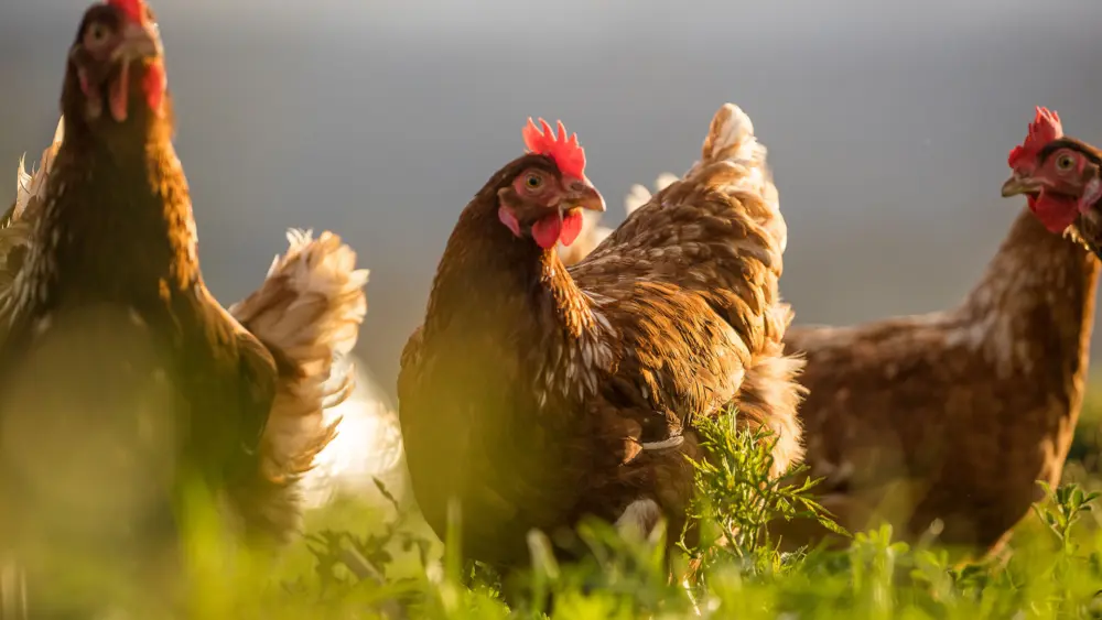 Biozyme poultry 0019 Poultry chickensingrass AS598335778