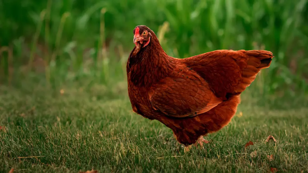 Biozyme poultry 0003 Poultry lonehengrass AS446989169