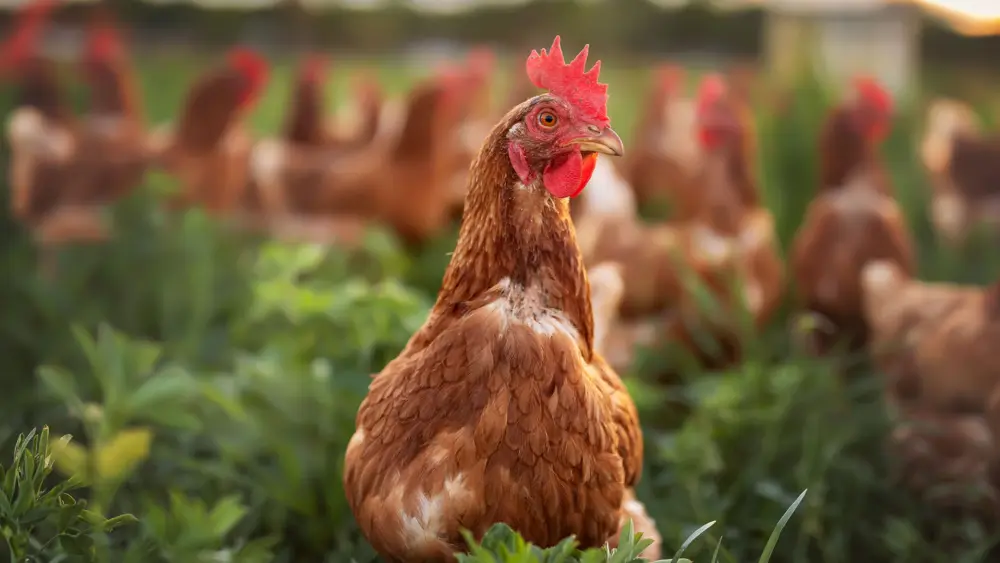 Biozyme poultry 0010 Poultry hensgroupgrass AS401750930