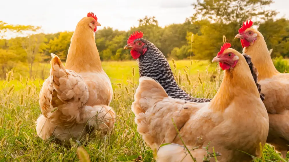 Biozyme poultry 0034 chickens sunshine black gradient