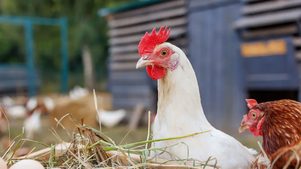 Biozyme poultry 0022 Poultry chickenlookingateggs AS1341045701