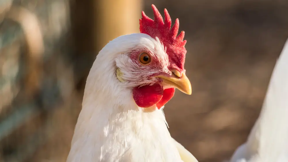 Biozyme poultry 0014 Poultry hencloseup AS325736911