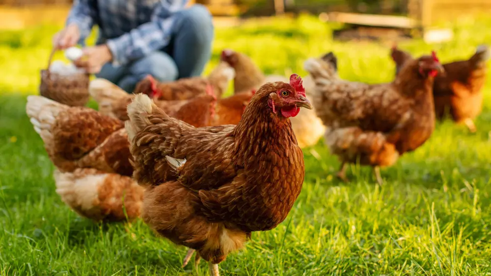Biozyme poultry 0017 Poultry chickenswalkinggrassyyard AS1493387254