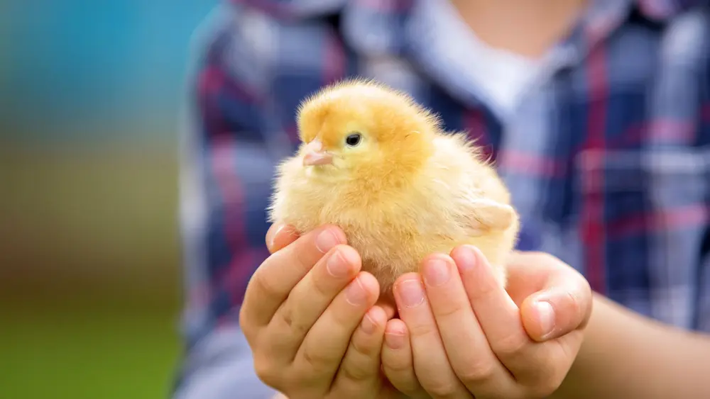Biozyme poultry 0000 shutterstock 400723507