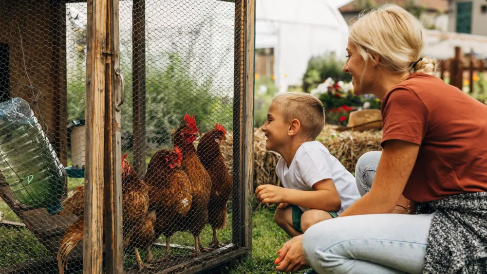 Biozyme poultry 0018 Poultry chickensinpen AS623330616