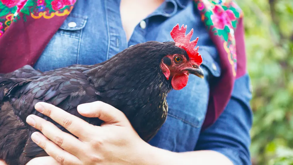 Biozyme poultry 0013 Poultry henheld AS214048201