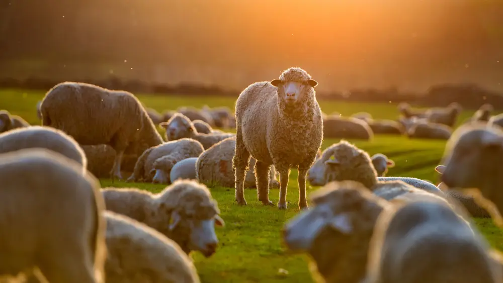 Biozyme sheep 0000 Sheep flockatdusk AS107927554