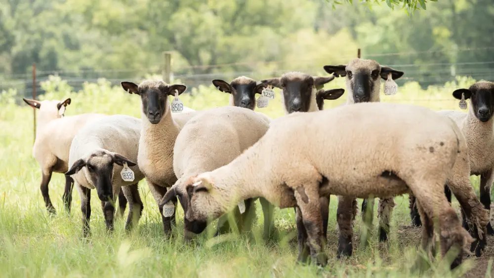 Biozyme sheep 0014 DSC 5687 3
