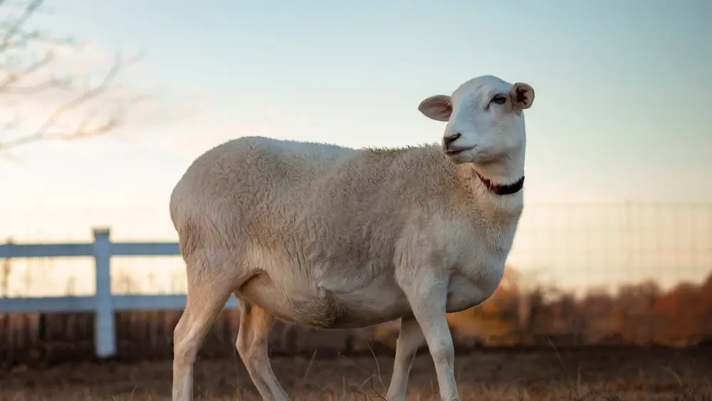 Biozyme sheep 0008 Sheep dorperlone AS569703946