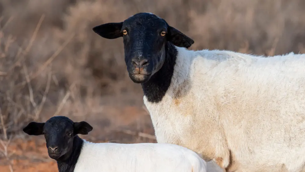 Biozyme sheep 0007 Sheep eweandlamb AS1559594808