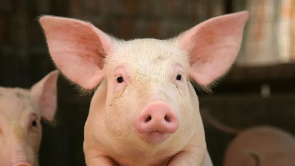 Biozyme swine 0009 Swine pigproppedup AS2747487