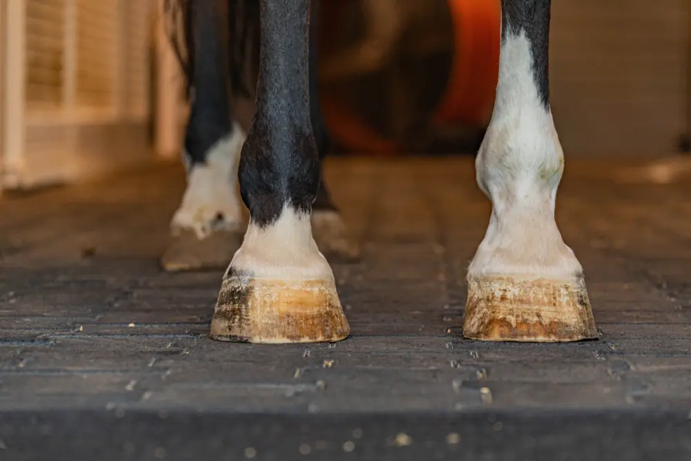 Beezie feet 7366