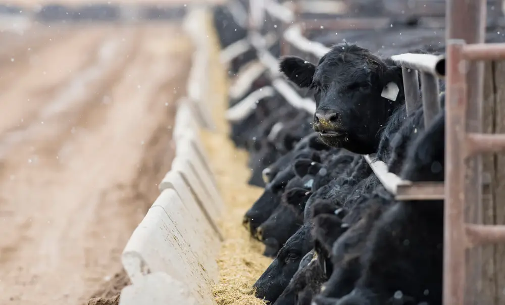 Cattle feedlot cow looks up in line AS96313693
